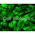 ZDF Rat Smooth Muscle Cells